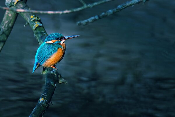 Ein Eisvogel sitzt auf einem Ast am Wasser