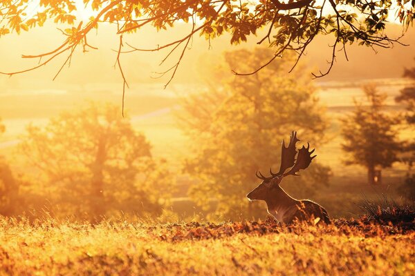 Early morning Deer in nature