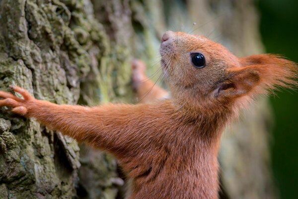 Écureuil roux grimpe sur un arbre