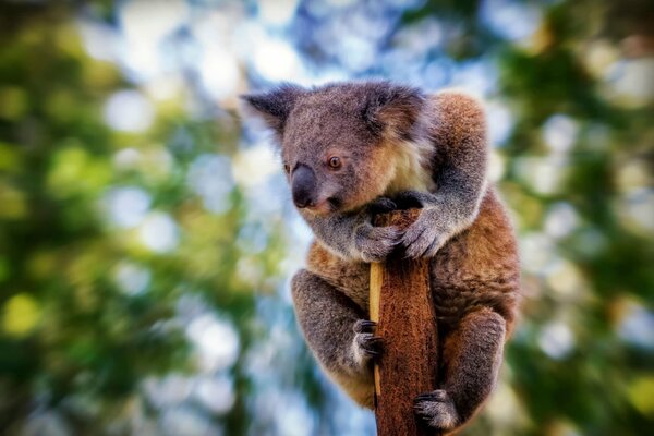 Fotografia przyrodnicza miś koala