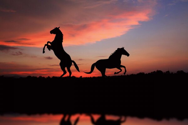 Horses gallop at sunset