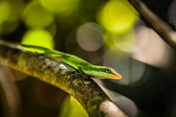 Macro photography of a green beautiful lizard