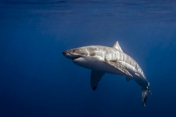 Gran tiburón blanco en el mar