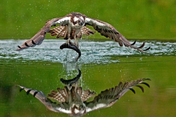 Il falco pescatore ha catturato un pesce nel lago. il rapace caccia il pesce