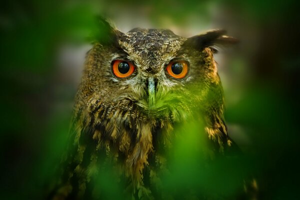 The bright gaze of an owl through the foliage