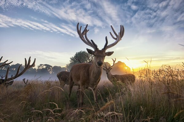 A flock of deer in a field at dawn