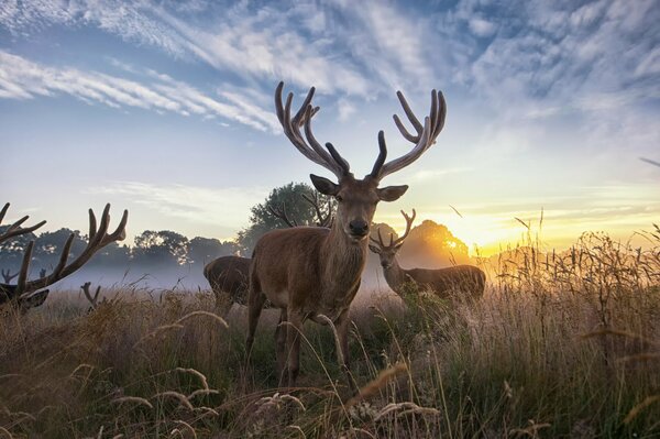 Bandada de ciervos en el campo al amanecer