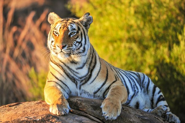 La mirada tranquila del tigre en la parte superior