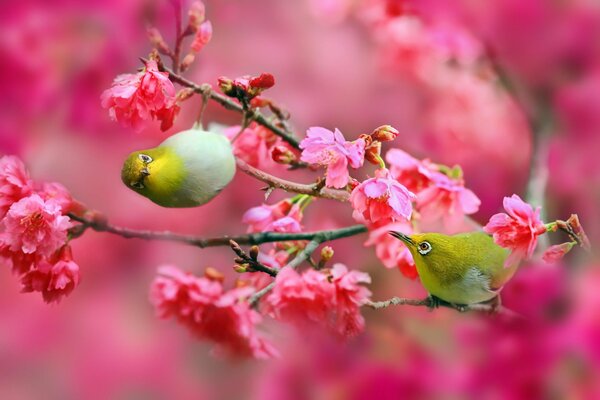 Grüne Vögel sitzen in Kirschblüten