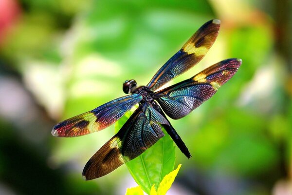 Libellule avec des ailes colorées sur une feuille