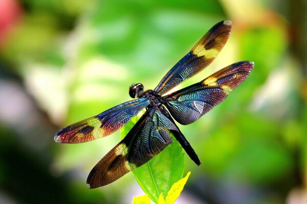 Libellula con ali colorate su una foglia