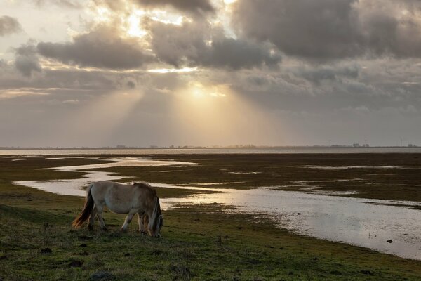 Pferd auf dem Hintergrund von Feld, Fluss und Sonne