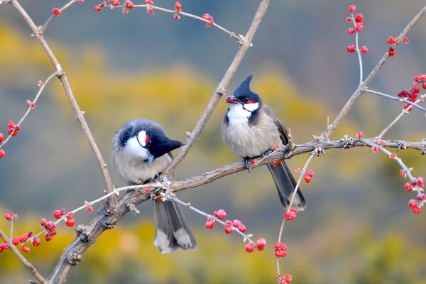 Birds sitting on a tree branch with red berries