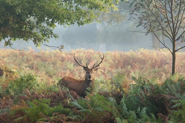 Deer in the autumn forest with trees and ferns