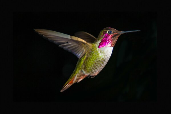 Uccello colibrì su sfondo nero