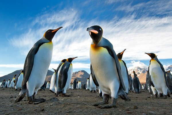 Viele Pinguine vor dem Hintergrund der Berge und des Himmels