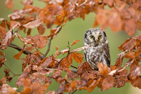 Owl on a branch among the foliage