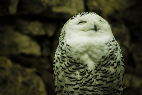 White Friday owl basking in the sun