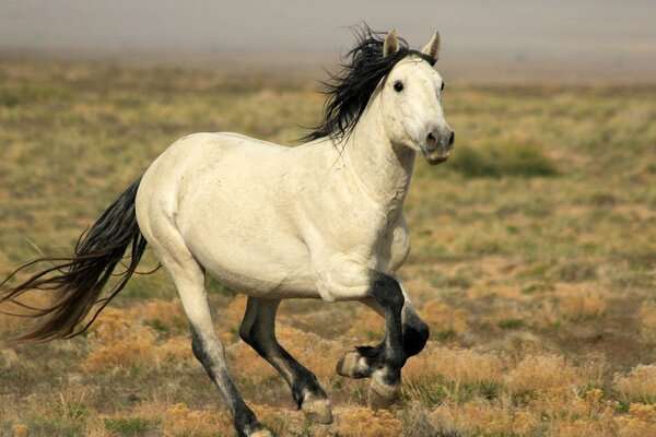 Cheval à crinière en développement