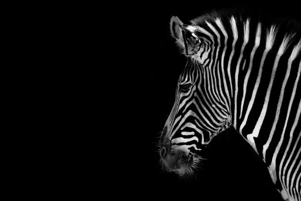 Zebra na tle czerni