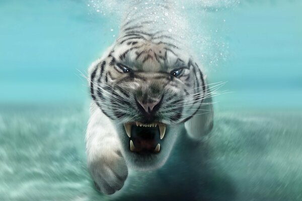 The predator animal is a white tiger in the water. An open mouth with fangs. The muzzle of a white tiger