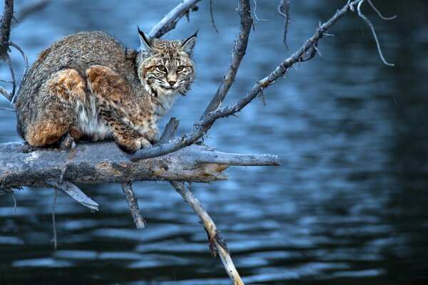 Lince en las ramas de un árbol seco sobre el agua