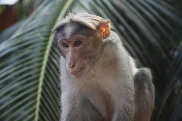 Singe sur fond de palmier vert