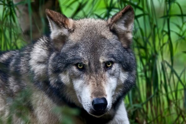 Die Augen eines Wolfes. Der Blick des Raubtiers