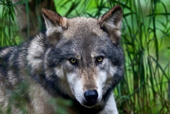 The eyes of a wolf. Predator s Gaze