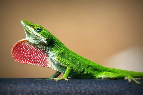 Lagarto verde naturaleza fondo