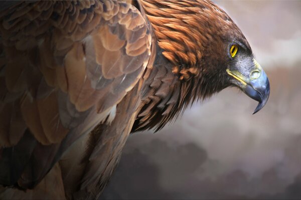 Golden Eagle close-up