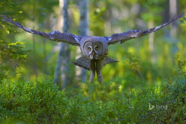 Grande gufo grigio in volo