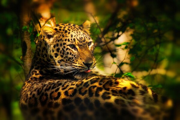 Le léopard se trouve dans les feuilles et chasse