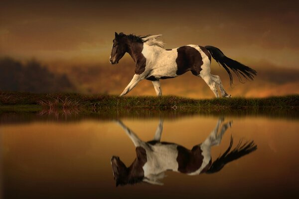 Un semental salvaje cerca del agua. caballo. hermoso caballo