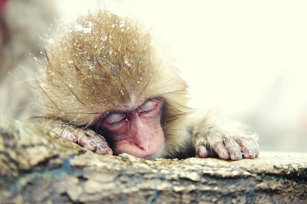 Japonais macaque dort tout dans la neige