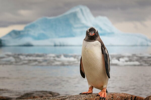 Pinguino in Antartide su uno sfondo di ghiaccio
