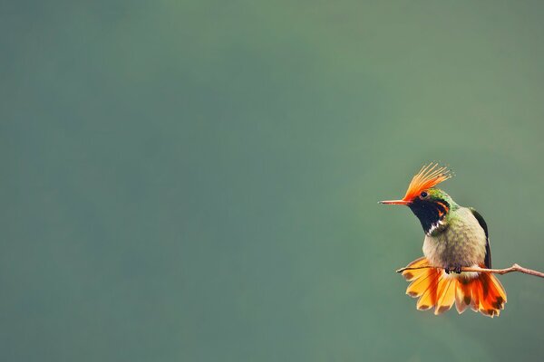 Kolibri-Vogel sitzt auf einem Ast mit unscharfem Hintergrund