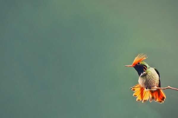 Птица колибри сидит на ветке с размытым фоном