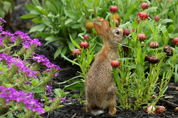 Kaninchen sitzt im Blumengarten