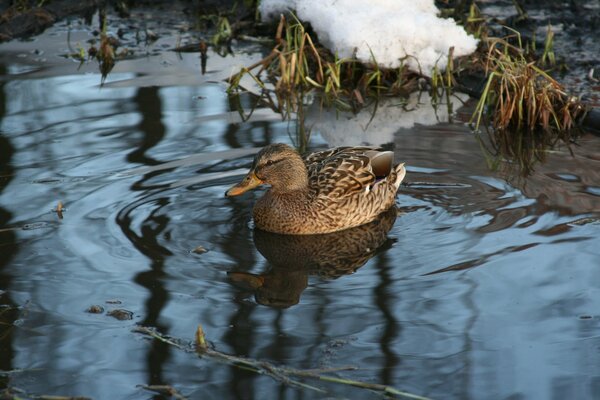 Canard nage en hiver sur le lac