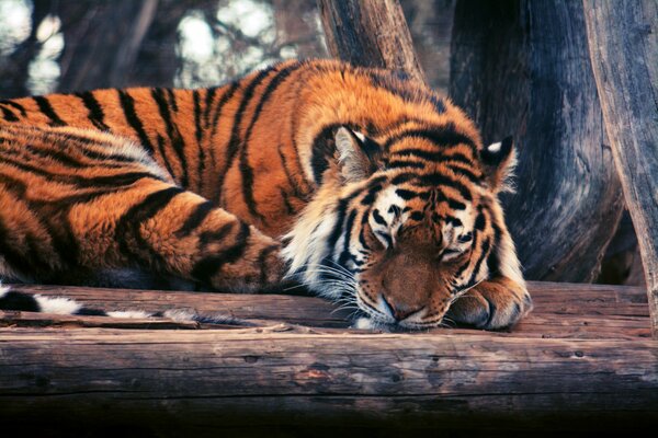 Friedlicher Schlaf eines schlafenden Tigers