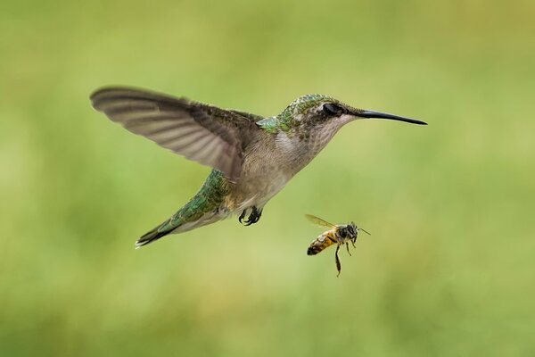 Kolibri im Flug neben einer Biene