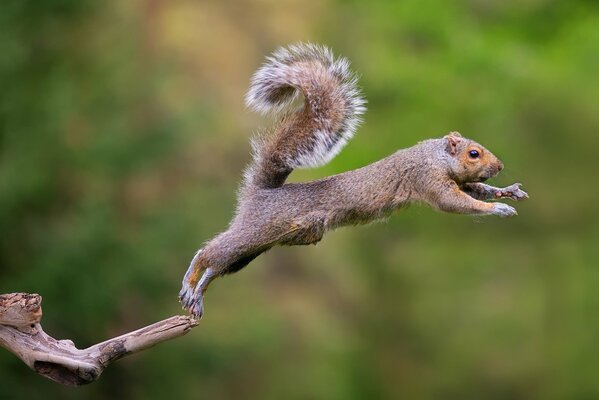 Écureuil dans le saut. écureuil saute. un écureuil. queue duveteuse