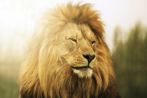 The lion is the king of beasts
