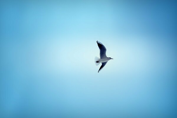 Un pájaro que flota majestuosamente en el cielo azul