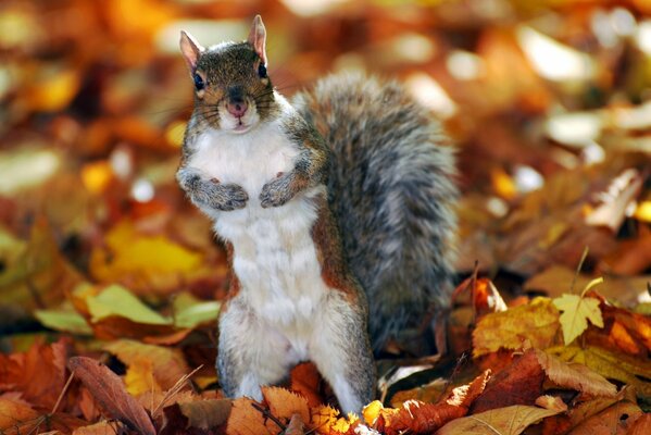 A squirrel among colorful dry leaves