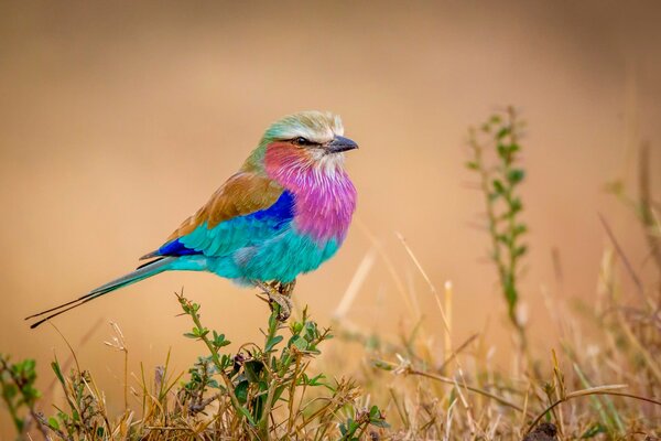 Uccello arcobaleno magico in natura