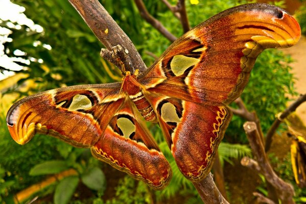 Butterfly with open wings in macro photography