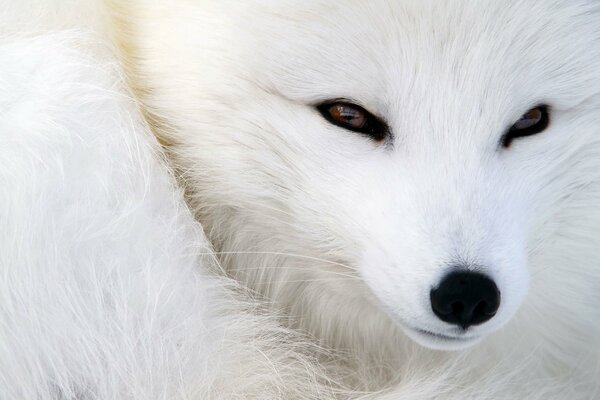 El zorro blanco está contento con su pelaje
