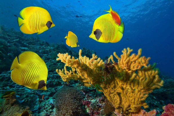 Maskierte Schmetterlingsfische schwimmen unter Korallen